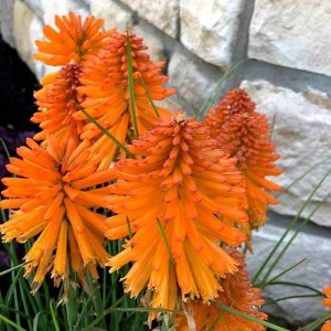 trytoma (Kniphofia) Poco Orange 1