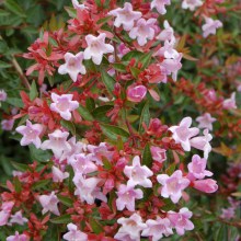 Abelia grandiflora Edward Goucher c10 zdjęcie 1