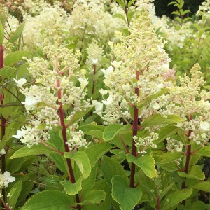 Hortensja bukietowa (Hydrangea) Baby Lace c3 zdjęcie 1