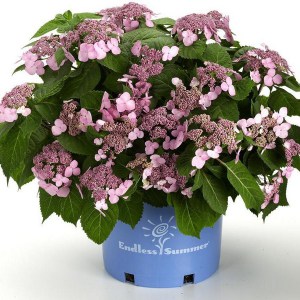 Hortensja ogrodowa (Hydrangea macrophylla) Twist and Shout