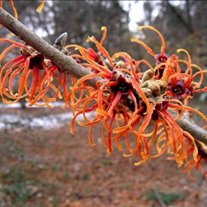 Oczar pośredni (Hamamelis intermedia) Aphrodite c5 zdjęcie 1