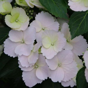 Hortensja ogrodowa (Hydrangea macrophylla) Runaway Bride zdjęcie 1