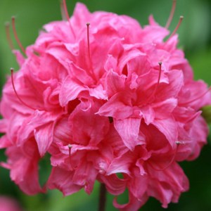 Azalia wielkokwiatowa (Azalea) Homebush c3 zdjęcie 1