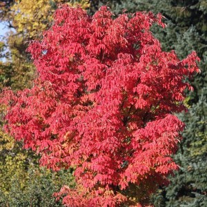 Klon strzępiastokory, cynamonowy (Acer griseum) c4 zdjęcie 1