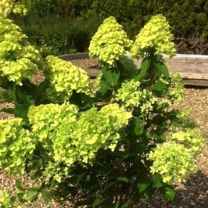 Hortensja bukietowa (Hydrangea) Mojito c2 zdjęcie 1