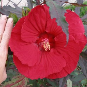 Hibiskus bylinowy (Hibiscus moscheutos) Fireball zdjęcie 1