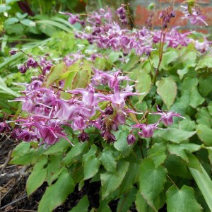 Epimedium wielkokwiatowe (Epimedium grandiflorum) Lilafee zdjęcie 1