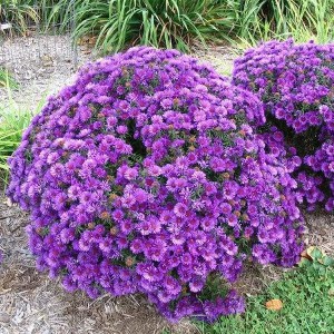 Aster krzaczasty (Aster dumosus) Purple Dome zdjęcie 1