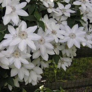 Powojnik (Clematis) Matka Siedliska c2 zdjęcie 1
