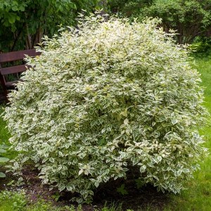 Dereń biały (Cornus alba) Gouchaultii zdjęcie 1
