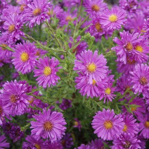 Aster krzaczasty (Aster dumosus) Kassel zdjęcie 1