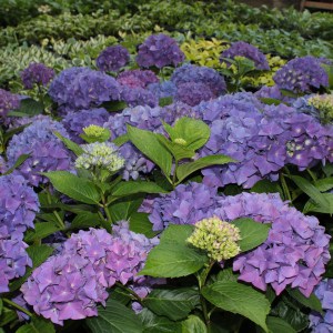 Hortensja ogrodowa (Hydrangea macrophylla) Hobergine zdjęcie
