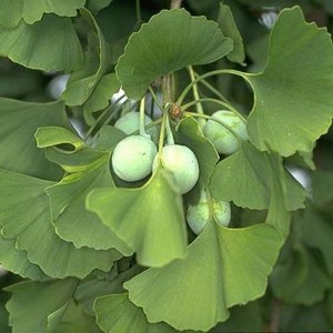 Miłorząb japoński (Ginkgo biloba) c3 zdjęcie