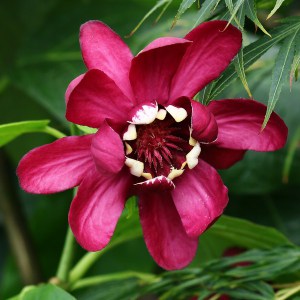 Kielichowiec (Calycanthus) Aphrodite c3 zdjęcie 1