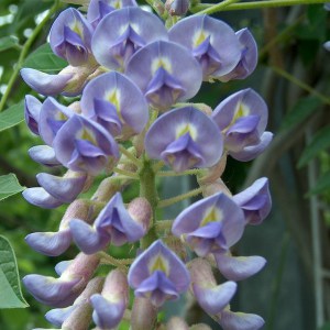 Wisteria kentucka (Wisteria macrostachia) Blue Moon c2 zdjęcie 1