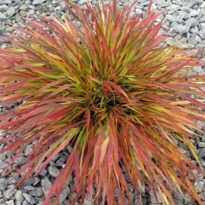 Trawa bambusowa (Hakonechloa) Beni Kaze zdjęcie 1