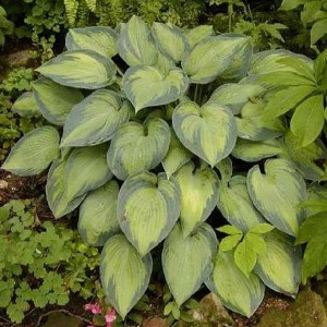 Funkia (Hosta) Paradise Joyce zdjęcie 1