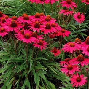 Jeżówka purpurowa (Echinacea) Amazing Dream zdjęcie 1