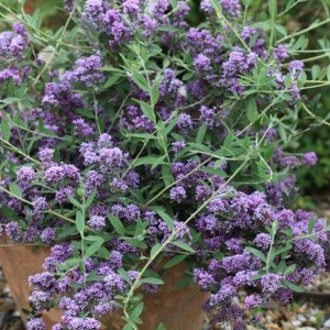Budleja skrętolistna (Budleja alternifolia) Unique zdjęcie 1