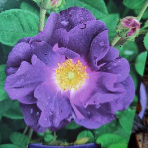 Róża krzewiasta (Rosa) Merveille zdjęcie 1