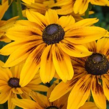 Rudbekia (Rudbeckia) Sunbeckia Alicia zdjęcie 1