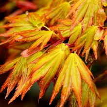 Klon palmowy (Acer palm.) Orange Dream c3 zdjęcie 1