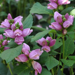 Żółwik ukośny (Chelone obliqua) różowy zdjęcie 1
