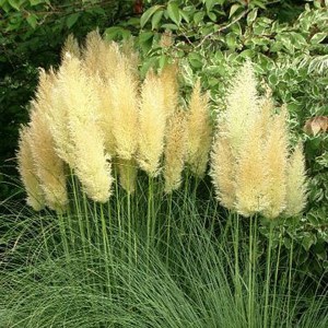 Trawa pampasowa biała (Cortaderia) Pumila zdjęcie 1