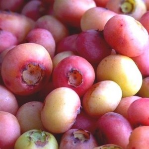 Borówka amerykańska Pink Popcorn c2 zdjęcie 1