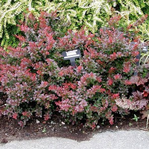 Berberys (Berberis) Atropurpurea Nana c2 zdjęcie 1