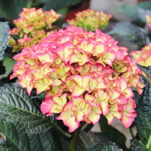 Hortensja ogrodowa (Hydrangea) Red Angel zdjęcie 1