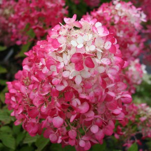 Hortensja bukietowa Diamant Rouge syn. Rendia c3 zdjęcie 1