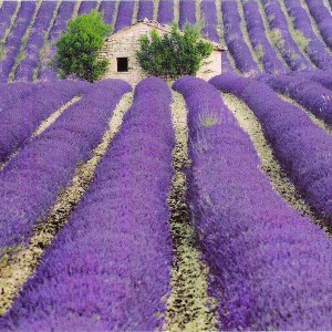 Lawenda wąskolistna (Lavendula angustifolia) Munstaead zdjęcie 1