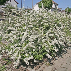 Tawuła szara (Spiraea cinera) Grefsheim c2 zdjęcie 1