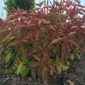 Krzewuszka (Weigela) Wings of Fire sadzonka zdjęcie 1