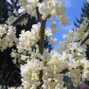 Judaszowiec kanadyjski (Cercis canadensis) Texas c5 zdjęcie 1