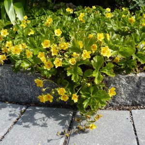 Pragnia syberyjska (Waldsteinia ternata) sadzonka zdjęcie 1
