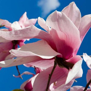 Magnolia Star Wars c5 zdjęcie 1