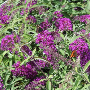 Budleja Dawida (Buddleja davidii) Nanho Purple c3 zdjęcie 3