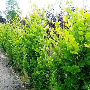 Buk żółtolistny kolumnowy (Fagus sylvatica) Dawyck Gold c4 zdjęcie 1