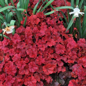 Żurawka (Heuchera) Cherry Cola zdjęcie 1