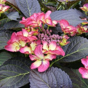 Hortensja ogrodowa (Hydrangea) Dark Angel zdjęcie 1