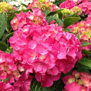 Hortensja ogrodowa (Hydrangea macrophylla) Masja zdjęcie