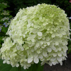 Hortensja bukietowa (Hydrangea) Rastede c3 zdjęcie 1