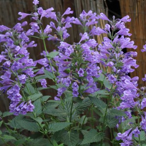 Kocimiętka (Nepeta racemosa) Blue Dragon sadzonka zdjęcie 1