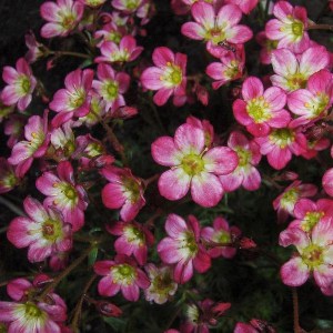 Skalnica Arendsa (Saxifraga arendsii) Peter Pan zdjęcie 1