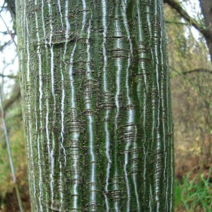 Klon zielonokory (Acer tegmentosum) c3 zdjęcie 1