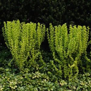 Berberys (Berberis) Powwow c2 zdjęcie 1