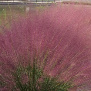 Muhlenbergia, Trawa włosowata (Muhlenbergia capilaris) zdjęcie 1