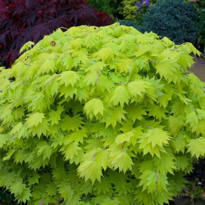 Klon Shirasawy (Acer shirasawum) Aureum c7,5 zdjęcie 1